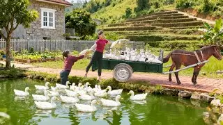 HARVESTING GIANT 2000 KG GEESE - Transporting by HORSE CART to Market SELL