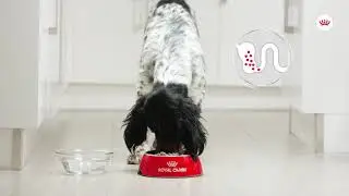 Canine Care Nutrition | Digestive Care