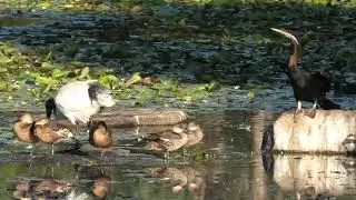 Australasian Darter, Plumed Whistling-Duck, Grey Teal & Australian White Ibis