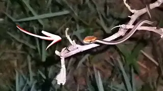 Striped bronzeback snake hunting at night