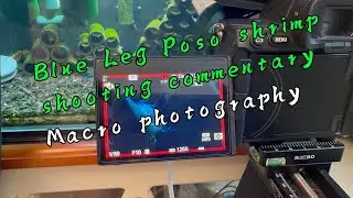 Blue Leg Poso shrimp shooting commentary ︳Macro photography (English Subtitle)