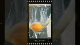 Limpieza energ&eacute;tica con huevo 🥚 #ritual