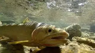 Fly fishing Kelly Creek Idaho