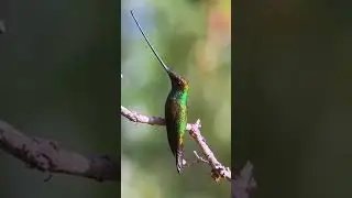 Colibr&iacute; Pico-Espada/Sword-billed Hummingbird/ Ensifera ensifera