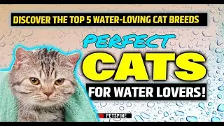 Top 5 Water-Loving Cat Breeds | Perfect Cats for Water