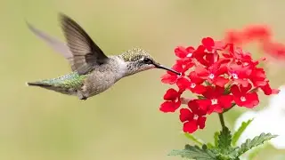 DIVIN NECTAR - Michel P&eacute;p&eacute;