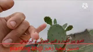 الفرق بين الصبار و التين الشوكي أو البرشومي