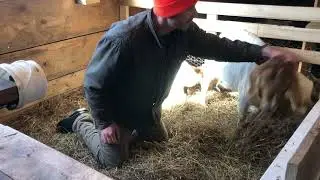 Baby Goat Update WARNING Cute Goat Content @ The Hagon Jones Homestead