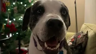 Meet Bambino, an adoptable dog from Throw a Dog a Bone