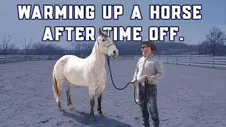 Spring Horse Training (Groundwork): Assessing a Young Draft Cross After Winter Break