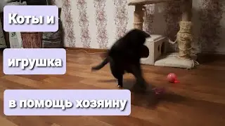 Кошки и автоматический вращающийся шар / Cats and automatic spinning ball ENG CUB 日本の字幕 한국어 자막