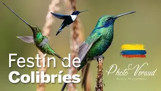 Fest&iacute;n de Colibr&iacute;es y aves fant&aacute;sticas
