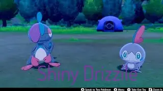 Shiny Drizzile on the first egg Pokemon Sword and Shield