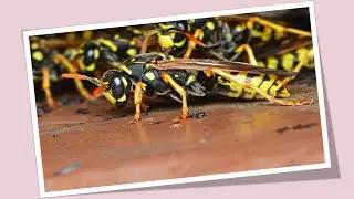 What Do Wasps Eat in Summer? 7 Favorite Foods!