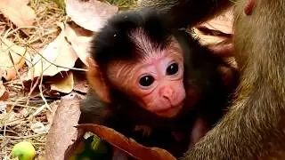 Great video of monkey family, Kind Jane family looks adorable and friendly