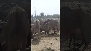 Desert vilege camle Dirking watar