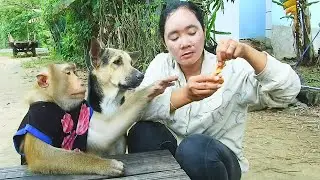 SokYaa & Phao Patiently Wait For Mom's Snack MOST POLITE Pets Ever