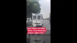 SC Stray Dogs Order | Man Frees Captured Stray Dogs From Mcd Animal Ambulance, Video Sparks Debate