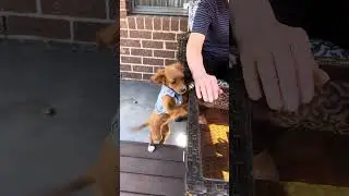 Cavoodle Puppy Walks on Two Legs! 🐾😂 | Fiona&rsquo;s Cutest Trick Ever