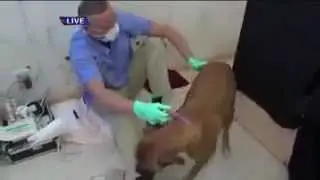 Anesthesia Free Teeth Cleaning-Ask a Vet with Dr. Jyl Rubin