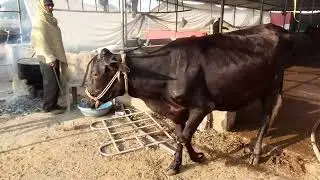 Dairy farms. Cow frame.My first Long video in channel Aaplog dekhiye .#cow #animals #khatal #viral