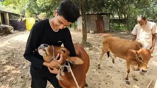 আমার গরু দেখতে চলে আসলাম গাজীপুরে | Cow Videos | Shahil Video | Shahil | SD Family World