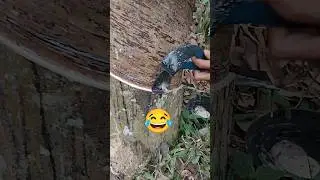 Double knife rubber cutting 😂#shorts #rubbertree #satisfying #youtubeshorts #shortsfeed #nature