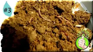 Green Thumb Ep3 ~ I'm a worm farmer! ~ Home sweet Homestead