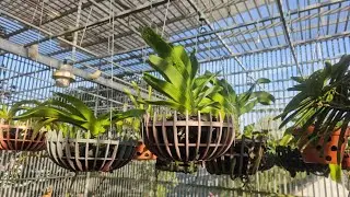 Chăm lan m&ugrave;a tết để tr&aacute;nh v&agrave;ng l&aacute;.Take care of orchids during the New Year to avoid yellowing leaves