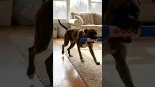 Safety Features In Dog Toys For Different Sizes