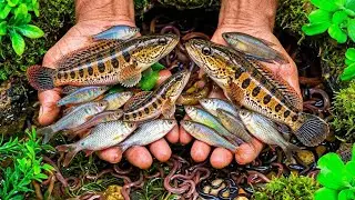 4K Catch beautiful pond fish with turtles and iguanas around