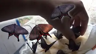 Pet Moth Feeding: Fake Butterflies!  (Moth Butterfly Mimicry) Epicopeia hainesii