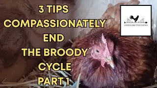 3 Tips Compassionately End The Broody Cycle Part 1