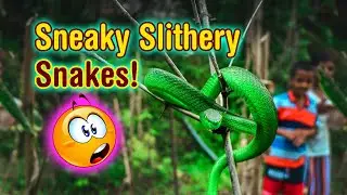 Sneaky Slithery Snakes!