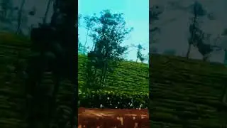 Beautiful place#gardenplants #lifeisbutadream #nature .