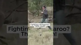What to do INSTEAD of Fighting a Kangaroo 🦘🥊