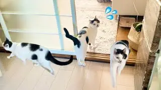 なにやら日々忙しそうな猫