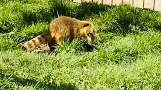 Coati Video , Nasen B&auml;r Video