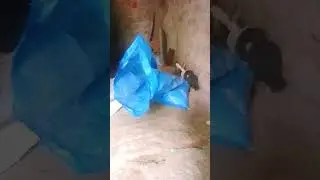 fourth videos family foxes 17 so to cute foxes family subscr