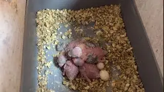 تقديم البيض المسلوق لفراخ البادجي