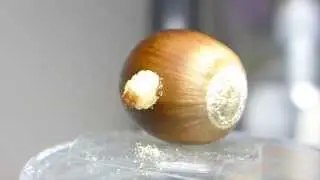 クリムシがドングリからニュルッと出てくる様子（Chestnut Weevil larvae escaping from acorn）