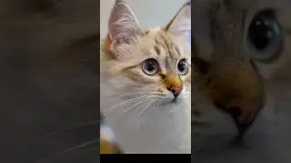 Smooth & Calm Cat Compilation 🐾 | Relaxing Cute Cats to Reduce Stress