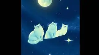 Cats See Through Time and Space