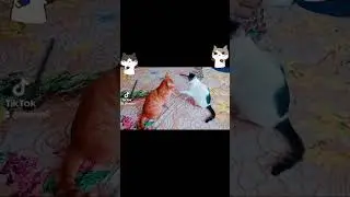 #animal_lovers #cat #cat_features #cats #hayvanlar #kediler #kediaşkı #funnyvideo #pet #funnycats