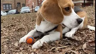 Cute beagle has a funny way of playing fetch