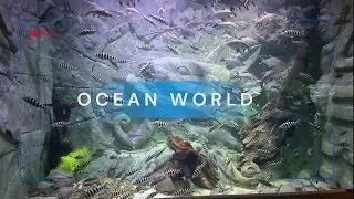 Enchanting Aquarium Space | Relaxing Fish Swimming Sounds for Sleep & Meditation