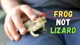 Top 8 Most Popular Beginner Frog Pets - Buying Cost, Diet, Care Sheet Guide for Beginners