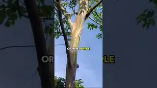 Радужный эвкалипт 🌈