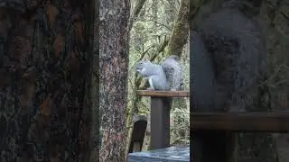 Poke it Squeaky Squirrel  Satisfying #asmr #squishit #squishbuddys #squeaky