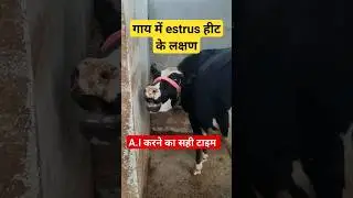 Signs of estrus in cow #shorts #ytshorts #cow #viral #estrus #veterinary #animals #jammuvet #reels